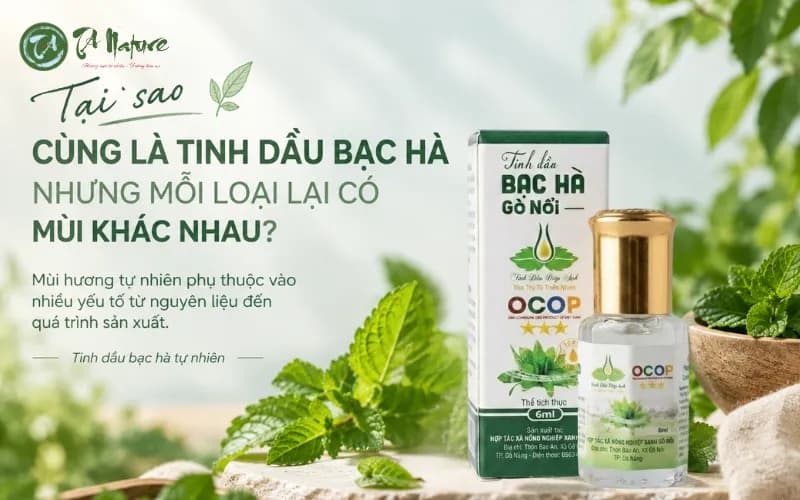 Cùng Là Tinh Dầu Bạc Hà, Vì Sao Mùi Hương Lại Khác Nhau?