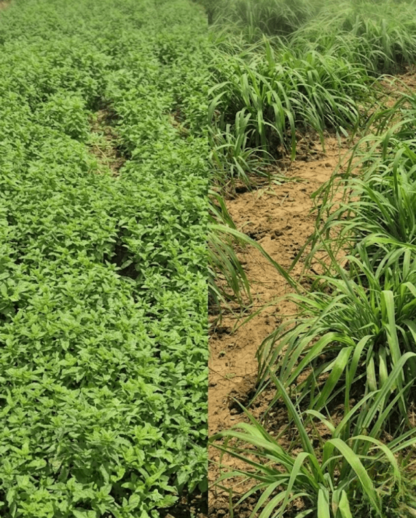 Nguyên liệu thiên nhiên - bát gỗ đựng thảo mộc tươi